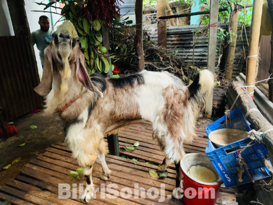 হরিয়ানা পাঠা ছাগল।